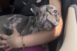 Reunited Male Dog last seen Coosawattee Rome ga, Rome, GA 30165