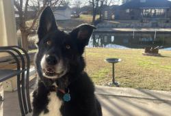 Reunited Male Dog last seen Davis road, Granbury, TX 76049