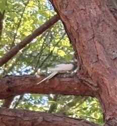 Found/Stray Unknown Bird last seen hmstd Park, Apex, NC 27502
