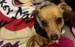 Reunited Male Dog last seen Madera ave a n d Whiteside ave, Kerman, CA 93630