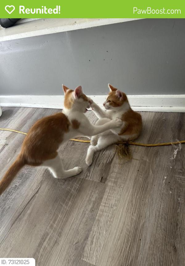 Reunited Male Cat last seen Corner of Elmwood ln and Osborne rd. Behind Thomas Dale., Chester, VA 23831