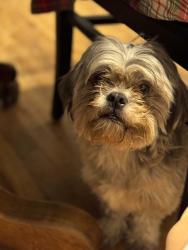 Reunited Male Dog last seen Riverbend road bryson city road, Franklin, NC 28734