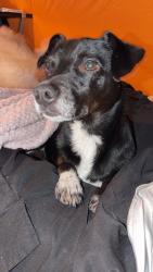 Found/Stray Male Dog last seen Heacock and dracaea, Moreno Valley, CA 92553