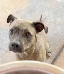 Reunited Female Dog last seen Near Avenida Ximino, Cathedral City, CA 92234, USA, Cathedral City, CA 92234