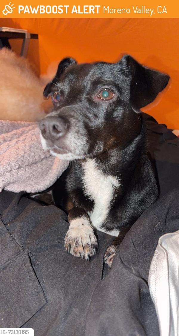 Found/Stray Male Dog last seen Heacock and dracaea, Moreno Valley, CA 92553