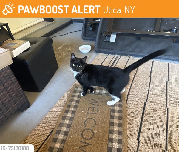 Found/Stray Unknown Cat last seen Near River Rd, Utica, NY 13502, Utica, NY 13502