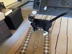 Found/Stray Unknown Cat last seen Near River Rd, Utica, NY 13502, Utica, NY 13502