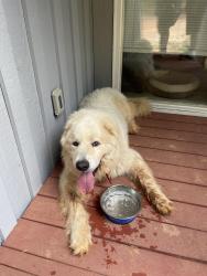 Reunited Male Dog last seen Davis Rd Waxhaw, NC, Waxhaw, NC 28173