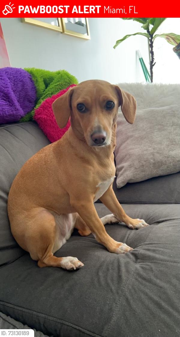 Lost Female Dog last seen By Brothers, Miami, FL 33187