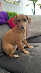 Lost Female Dog last seen By Brothers, Miami, FL 33187