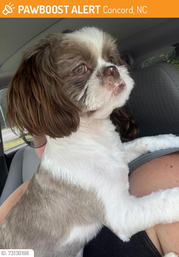 Found/Stray Male Dog last seen Union cemetery road near remedy church, Concord, NC 28027