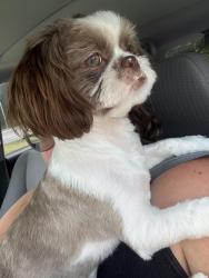 Found/Stray Male Dog last seen Union cemetery road near remedy church, Concord, NC 28027