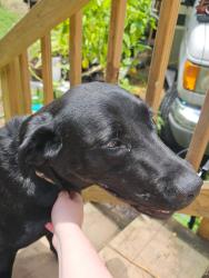 Reunited Female Dog last seen Long stretch of straight road about halfway between coalfield and 27, Coalfield, TN 37719