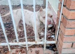 Reunited Male Dog last seen Todhunter and hobson west sacramento, West Sacramento, CA 95605