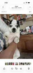 Reunited Male Dog last seen W 16th street, Chicago, IL 60608