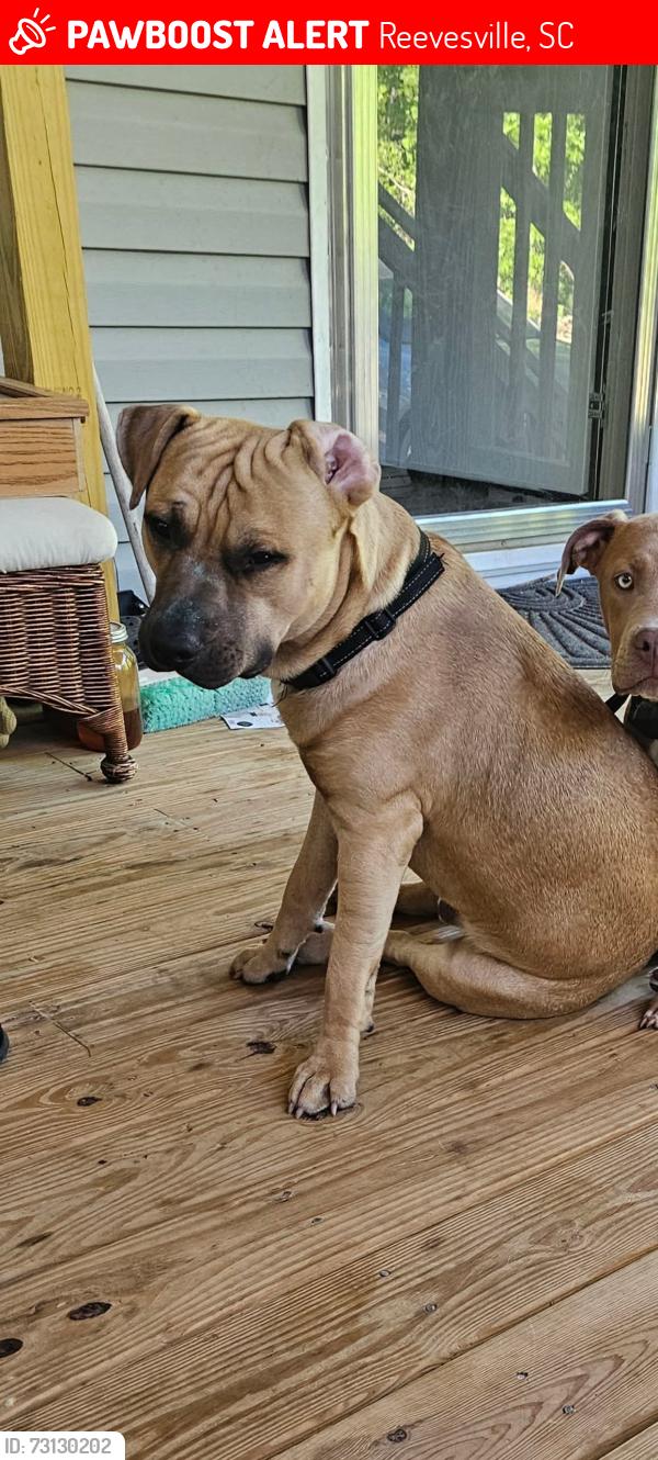 Lost Male Dog last seen Wire rd & maple branch, Reevesville, SC 29471