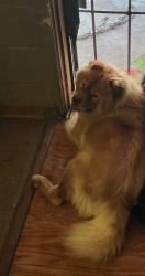 Reunited Male Dog last seen Westhaven, Jackson, MS 39209