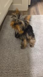 Reunited Male Dog last seen Near Mountain Pine dr, New Caney, TX 77357