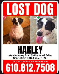Lost Female Dog last seen Springfield Rd, Springfield Township, PA 19064