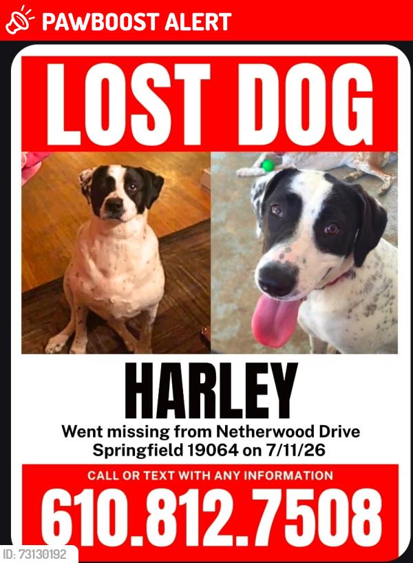 Lost Female Dog last seen Springfield Rd, Springfield Township, PA 19064
