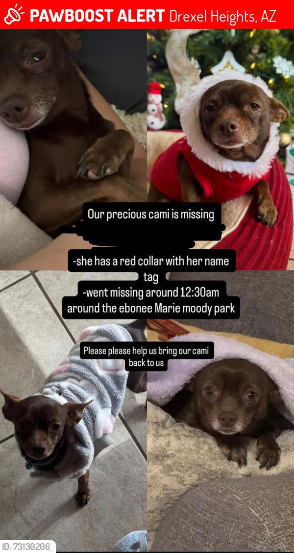 Lost Female Dog last seen Cardinal and Valencia, Drexel Heights, AZ 85746