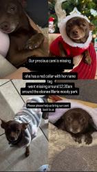 Lost Female Dog last seen Cardinal and Valencia, Drexel Heights, AZ 85746