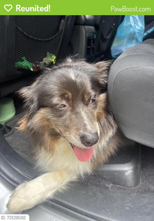 Reunited Female Dog last seen Hunters woods drive. Simpsonville, Simpsonville, SC 29680