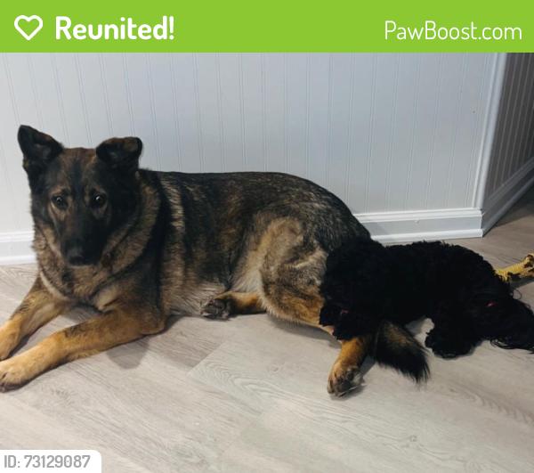 Reunited Female Dog last seen Union Cross Rd, Kernersville, NC 27284