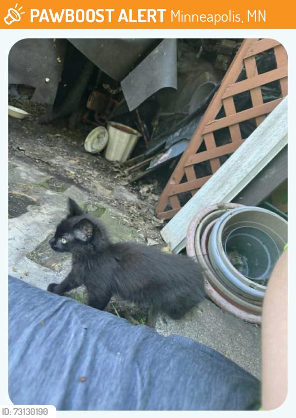 Found/Stray Unknown Cat last seen James Ave N & Brookdale Drive, Brooklyn Park MN, Minneapolis, MN 55444