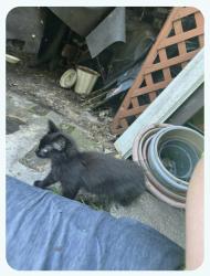 Found/Stray Unknown Cat last seen James Ave N & Brookdale Drive, Brooklyn Park MN, Minneapolis, MN 55444