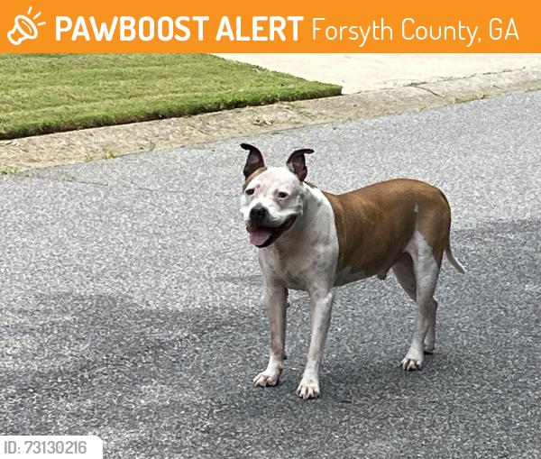 Found/Stray Male Dog last seen Paces Lane, Forsyth County, GA 30506