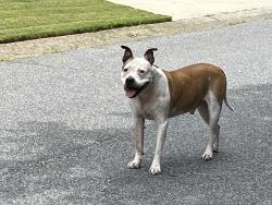 Found/Stray Male Dog last seen Paces Lane, Forsyth County, GA 30506