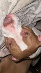 Lost Female Dog last seen Vandeventer and Page Ave., St. Louis, MO 63113