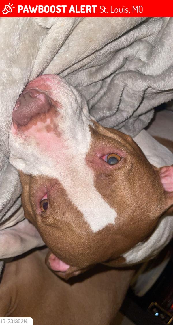 Lost Female Dog last seen Vandeventer and Page Ave., St. Louis, MO 63113
