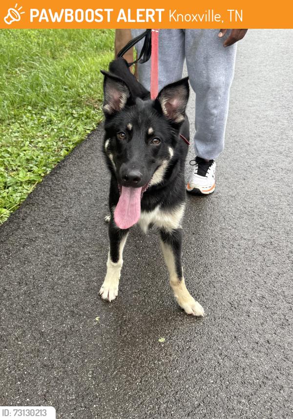 Found/Stray Male Dog last seen Western Avenue, Knoxville, TN 37921