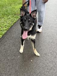 Found/Stray Male Dog last seen Western Avenue, Knoxville, TN 37921