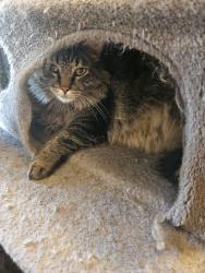 Reunited Male Cat last seen Mount werner circle and Rice, Colorado Springs, CO 80905