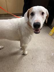 Shelter Stray Male Dog last seen ARLINGTON/ LA SIERRA, 6851 Van Buren Boulevard, Jurupa Valley, CA 92509, USA