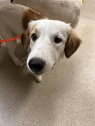 Shelter Stray Female Dog last seen ARLINGTON AVENUE & LA SIERRA AVENUE, RIVERSIDE, CA, 6851 Van Buren Boulevard, Jurupa Valley, CA 92509, USA