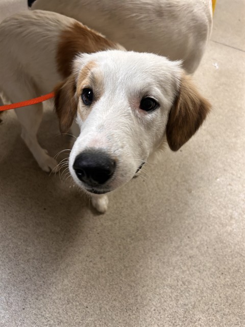 Shelter Stray Female Dog last seen ARLINGTON AVENUE & LA SIERRA AVENUE, RIVERSIDE, CA, 6851 Van Buren Boulevard, Jurupa Valley, CA 92509, USA