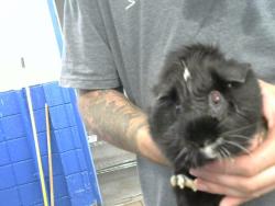 Shelter Stray Female Other last seen INDIAN SCHOOL AND CARLISLE, 8920 Lomas Blvd NE, Albuquerque, NM 87112, USA