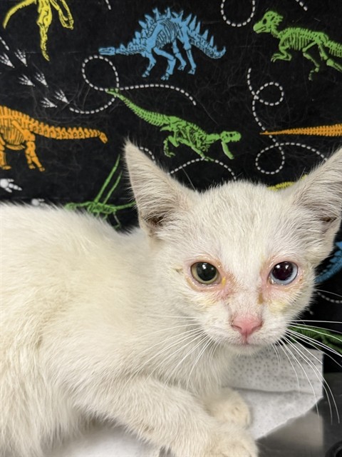Shelter Stray Male Cat last seen Near BLOCK 5TH ST, RIVERSIDE CA 92507, 6851 Van Buren Boulevard, Jurupa Valley, CA 92509, USA