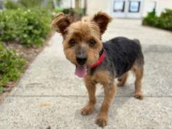 Shelter Stray Male Dog last seen , 957 N Gaffey St, San Pedro, CA 90731, USA