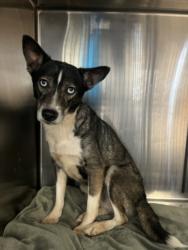 Shelter Stray Female Dog last seen , 957 N Gaffey St, San Pedro, CA 90731, USA