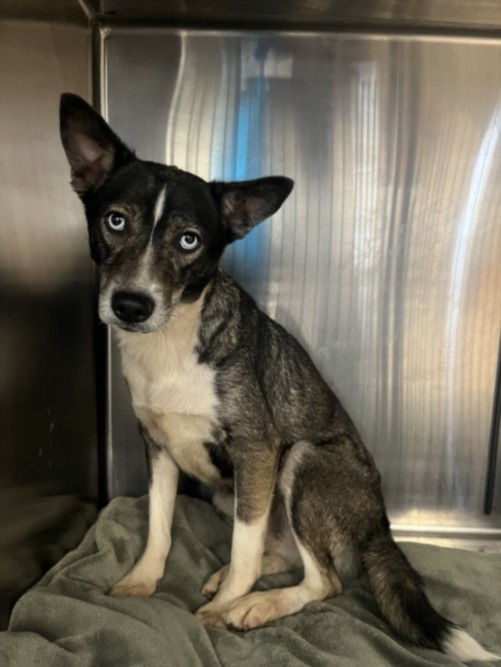 Shelter Stray Female Dog last seen , 957 N Gaffey St, San Pedro, CA 90731, USA