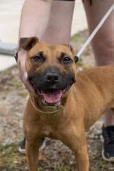 Shelter Stray Female Dog last seen CHARLOTTE, 8315 Byrum Dr, Charlotte, NC 28217, USA