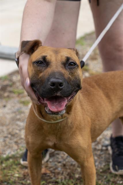 Shelter Stray Female Dog last seen CHARLOTTE, 8315 Byrum Dr, Charlotte, NC 28217, USA