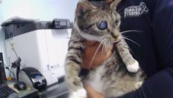 Shelter Stray Female Cat last seen CHARLOTTE, 8315 Byrum Dr, Charlotte, NC 28217, USA