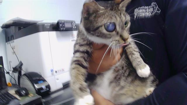 Shelter Stray Female Cat last seen CHARLOTTE, 8315 Byrum Dr, Charlotte, NC 28217, USA