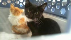 Shelter Stray Male Cat last seen CHARLOTTE, 8315 Byrum Dr, Charlotte, NC 28217, USA